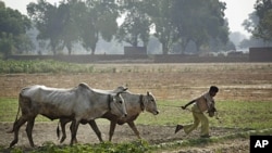 Một nông dân kéo bò sau khi cày ruộng ở Allahabad, Ấn Độ