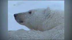 Белый медведь на тонком льду