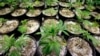 FILE - Marijuana plants stand under grow lamps at a production and processing facility in Arlington, Washington, Jan. 13, 2015.